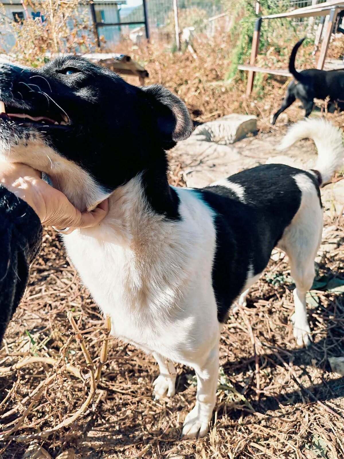 Adoption Lotta
