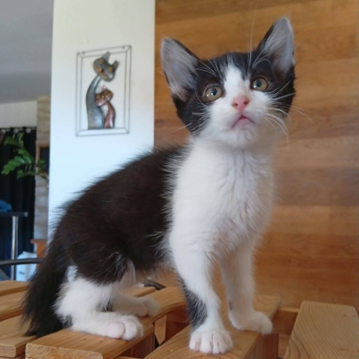 Adoption Nouny