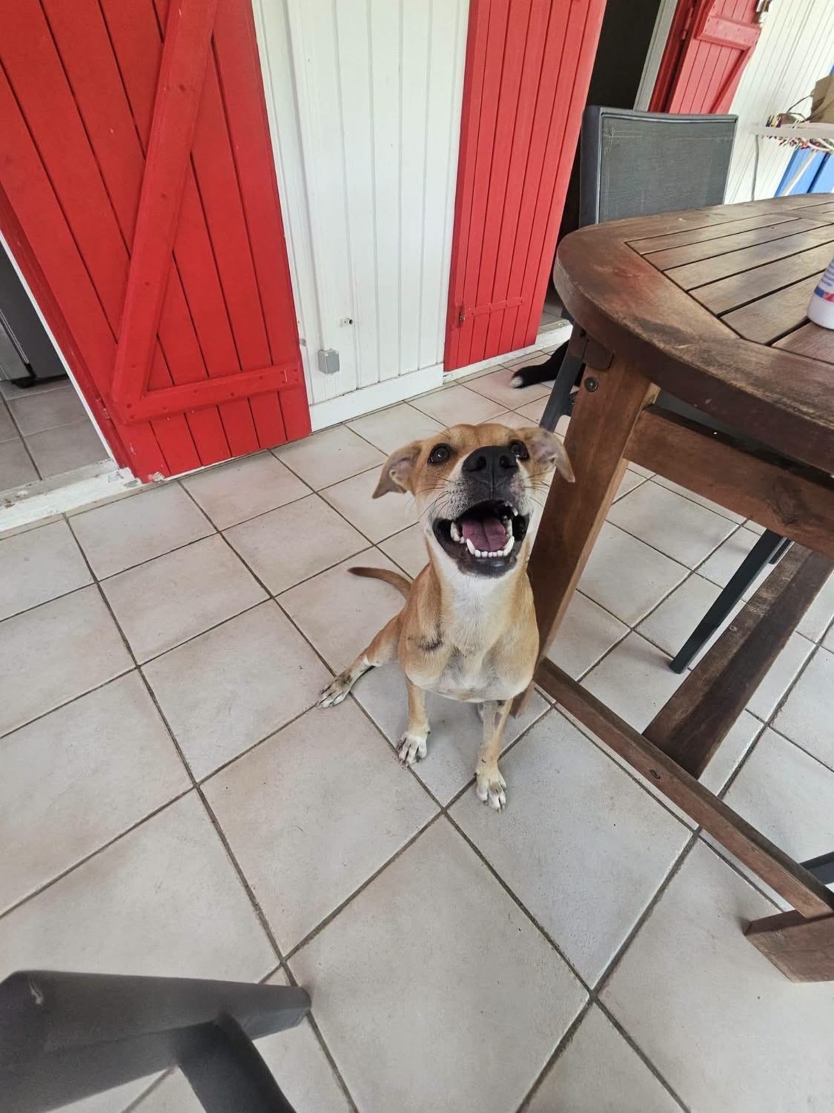 Adoption Yuna