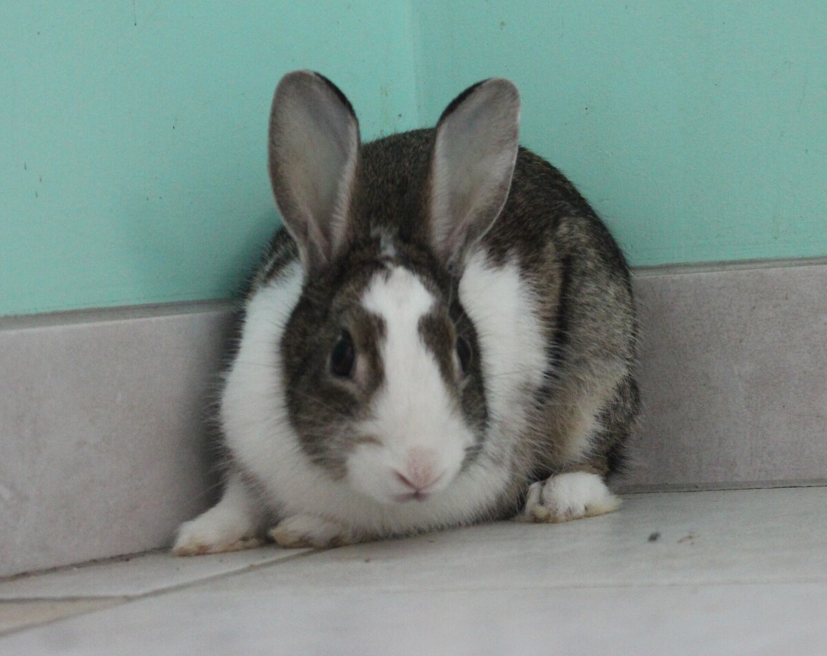 Adoption Toumaï
