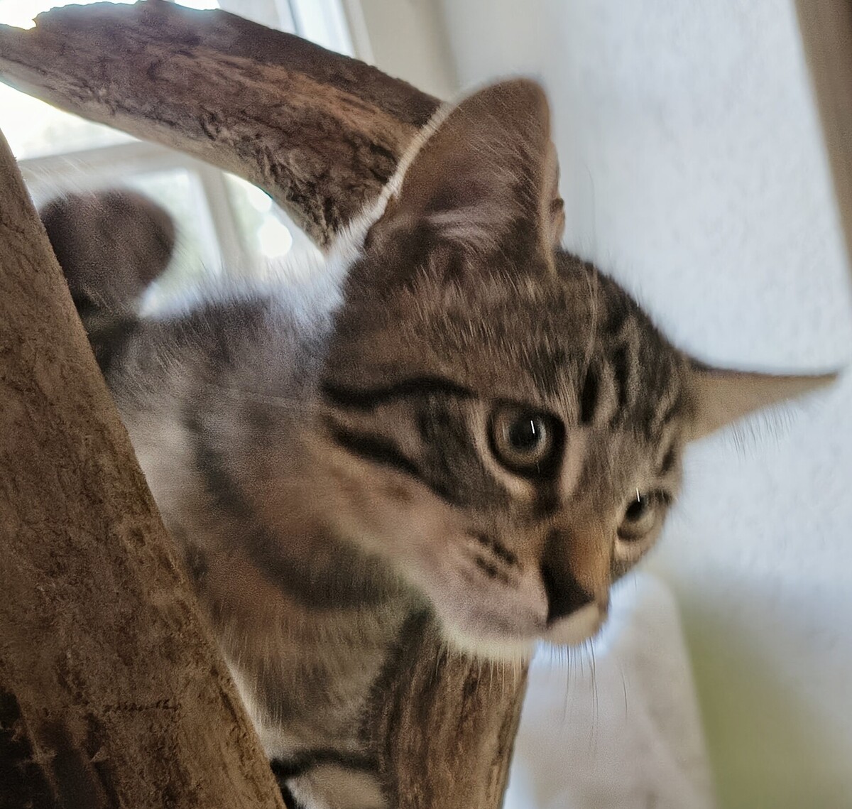 Adoption Baba