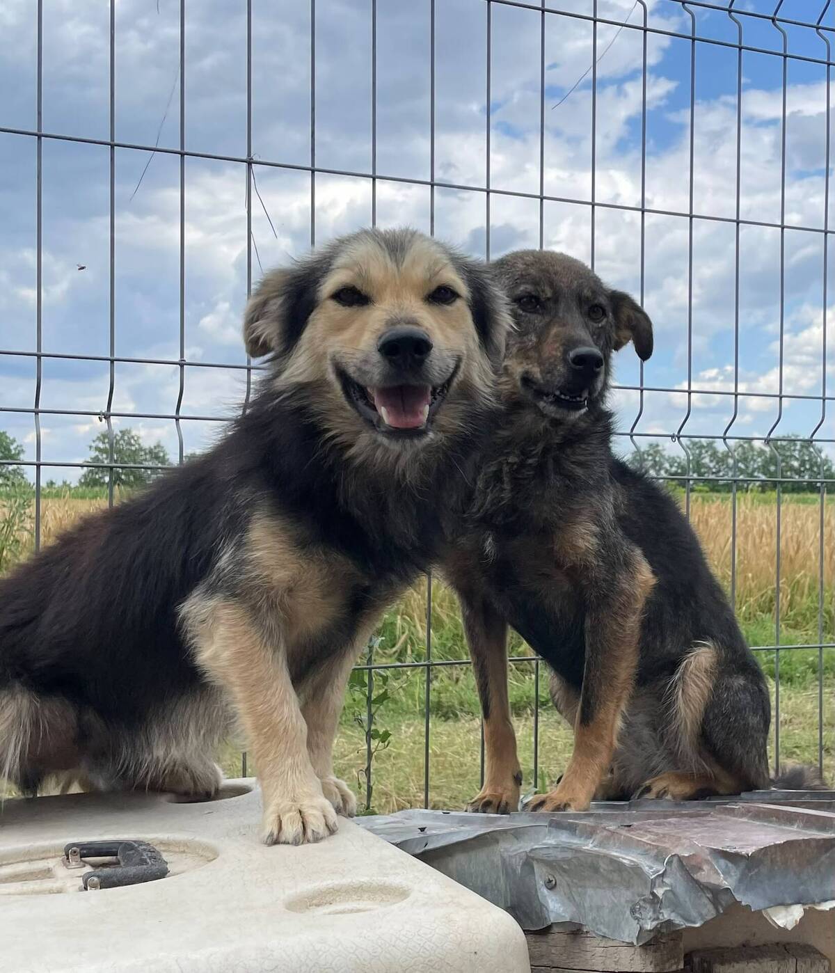 Adoption JOY