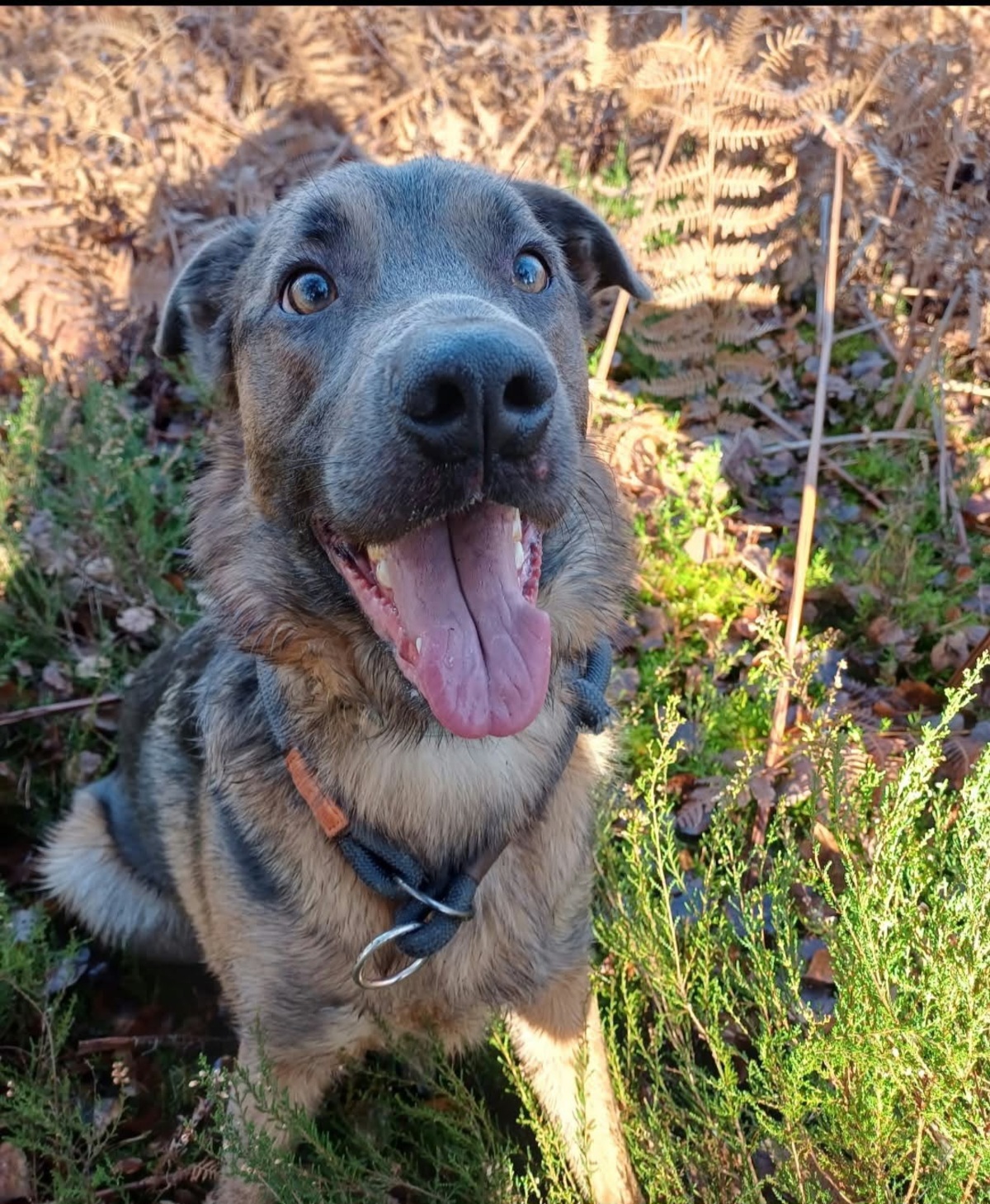 Adoption Meet