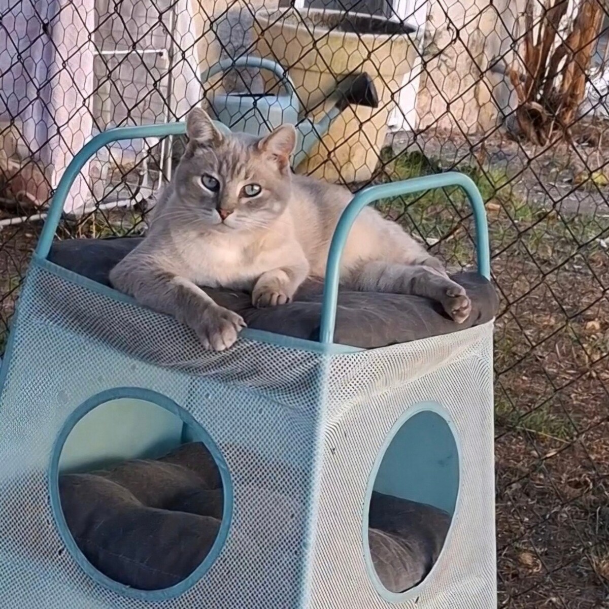 Adoption BIBOU