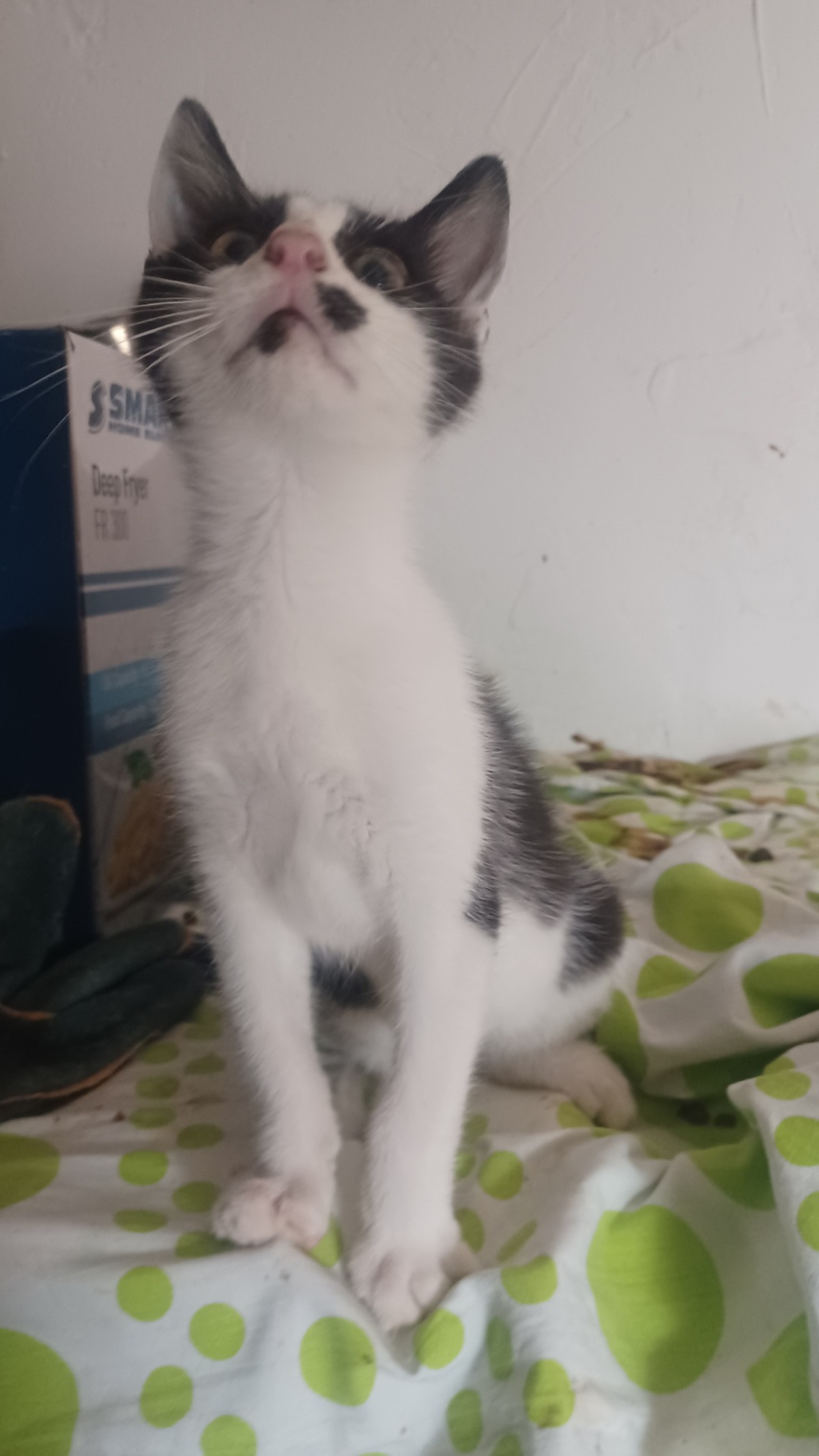Adoption Bambou