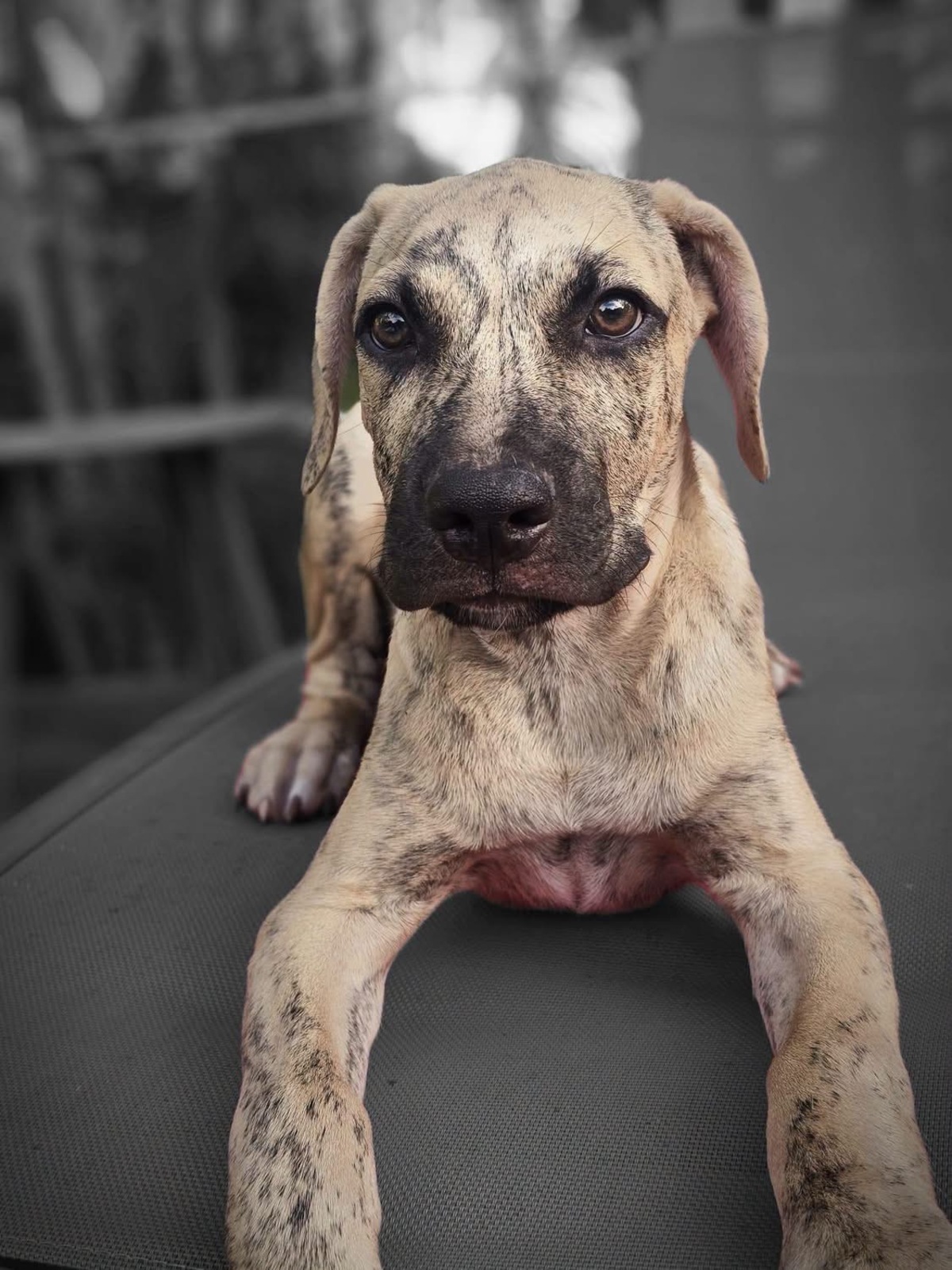 Adoption Fenzo