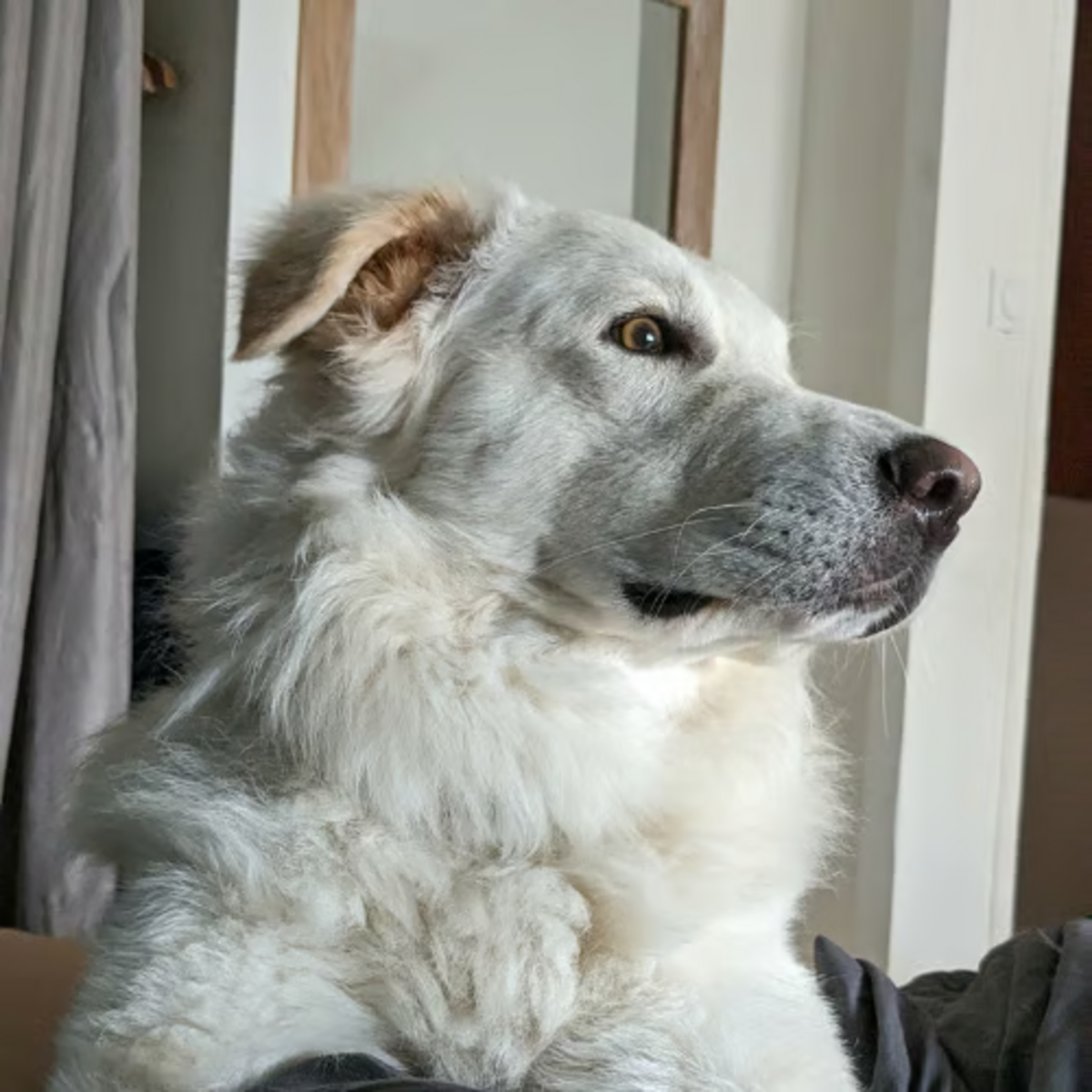 Adoption LEON