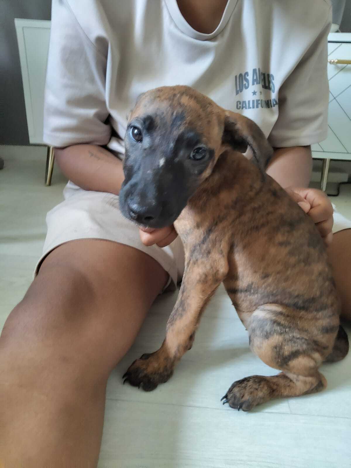 Adoption Rosa