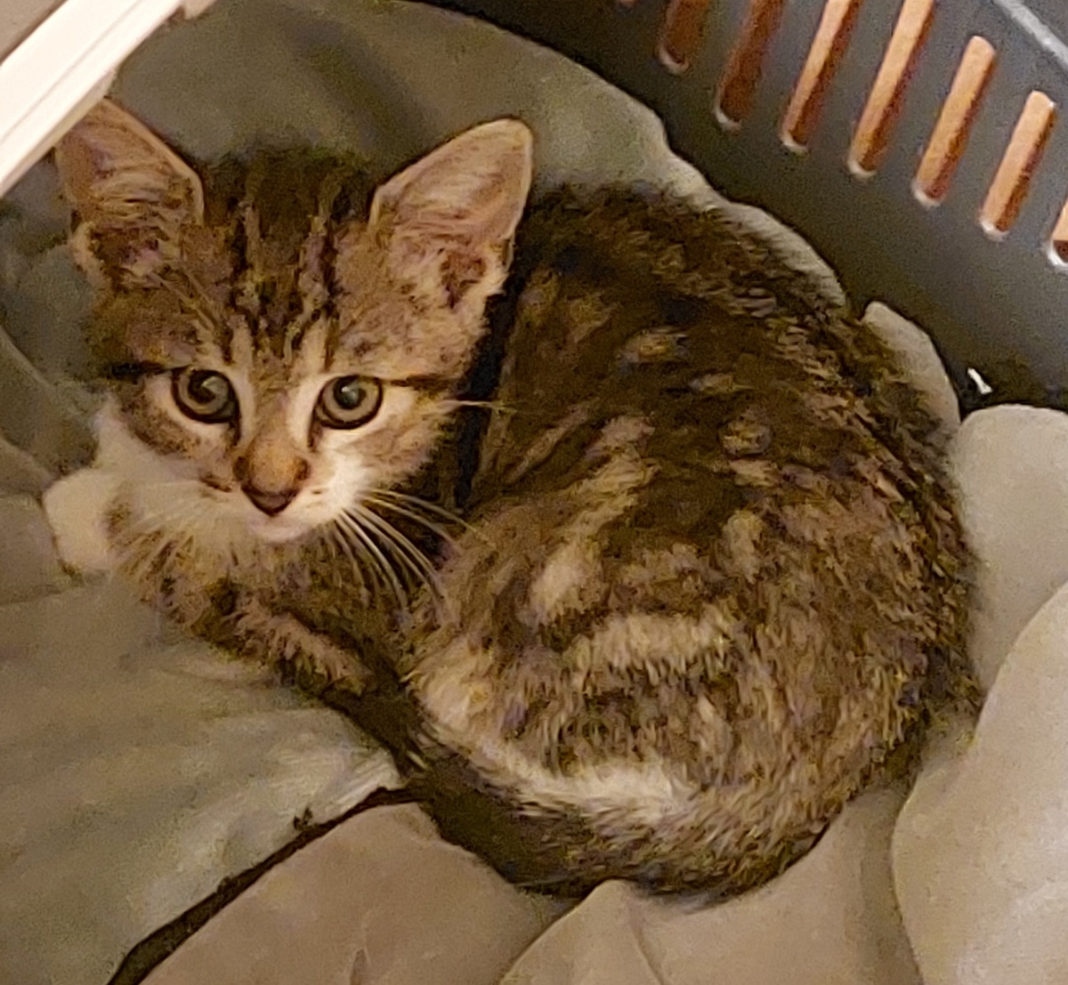 Adoption Brien