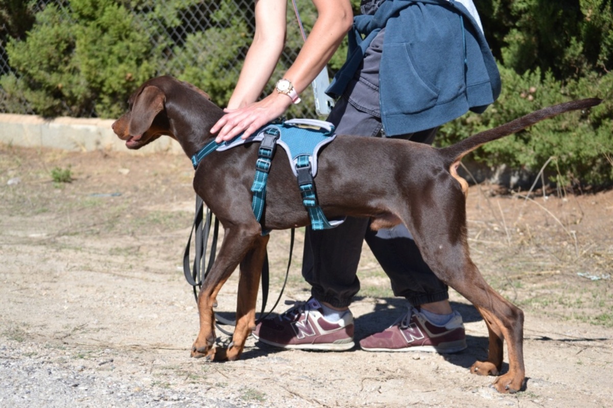 Adoption Gaston