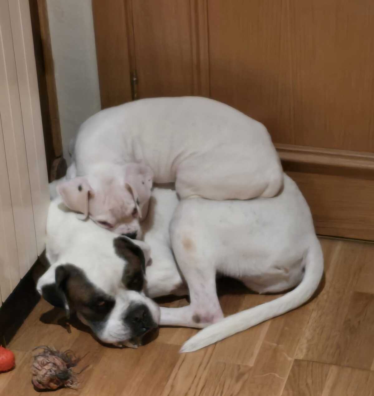 Adoption Yaki