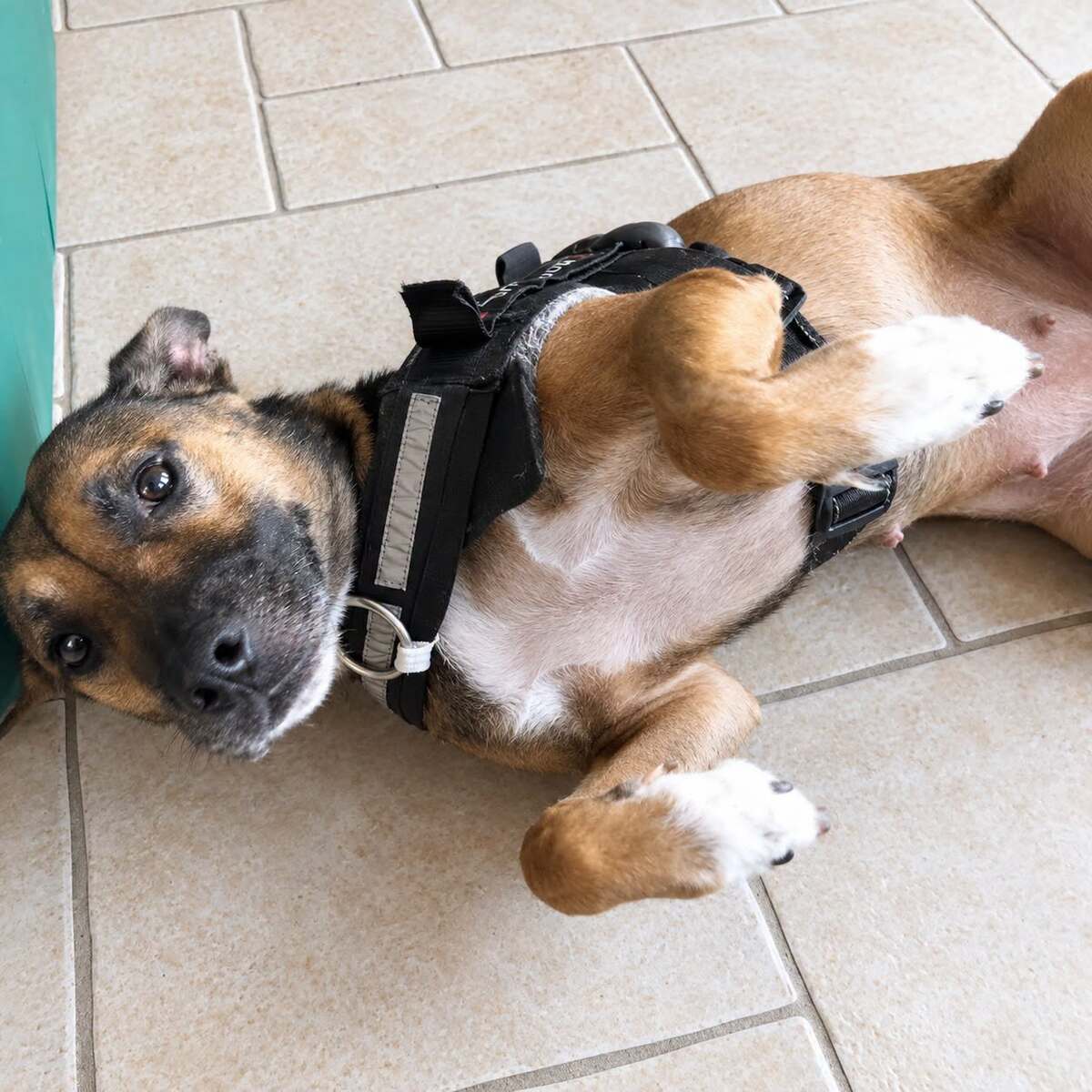 Adoption Mia - Urgent 