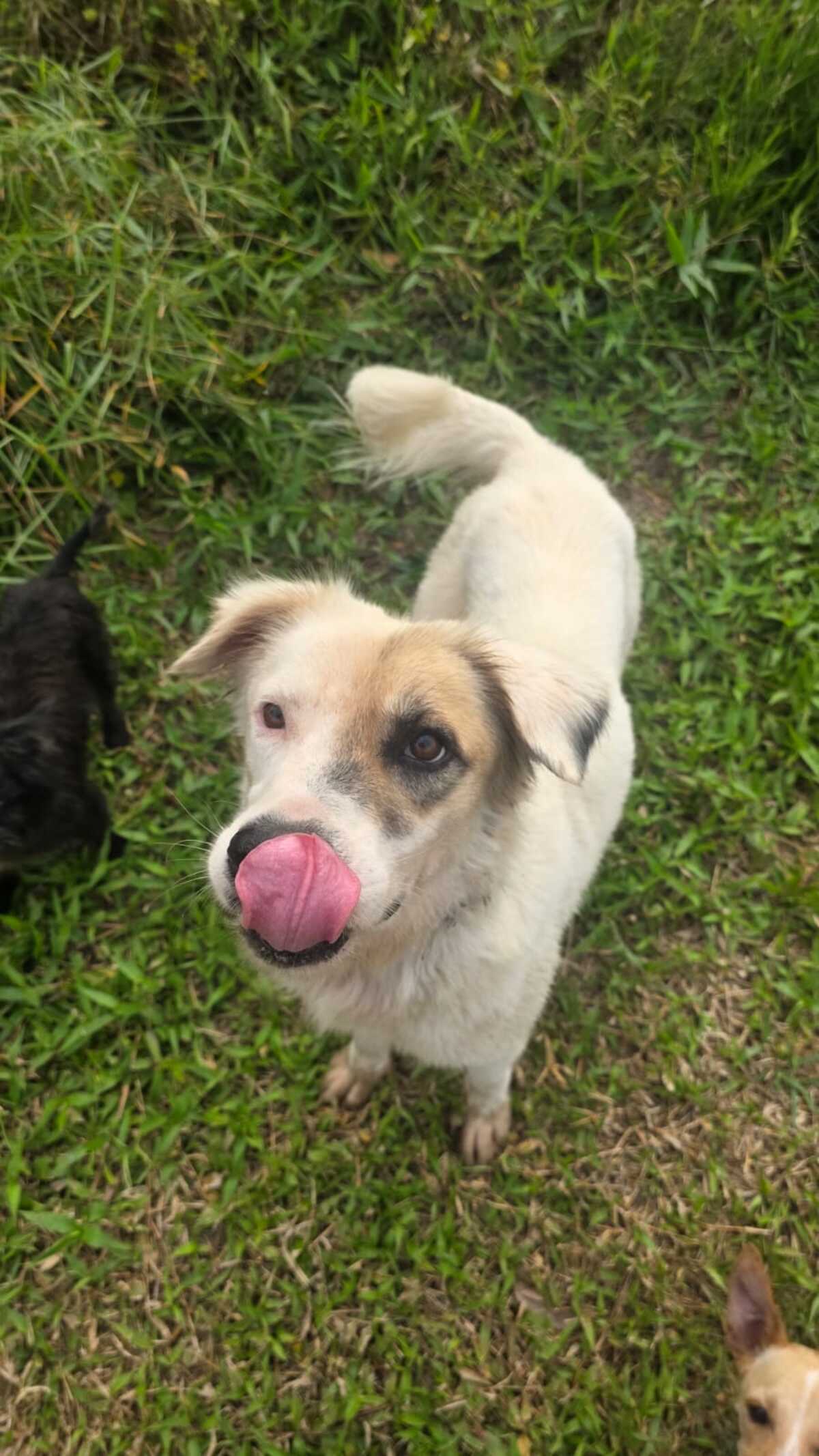 Adoption Voss