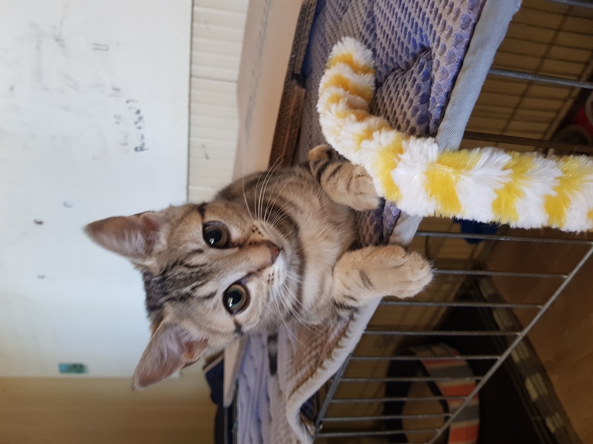 Adoption Rio