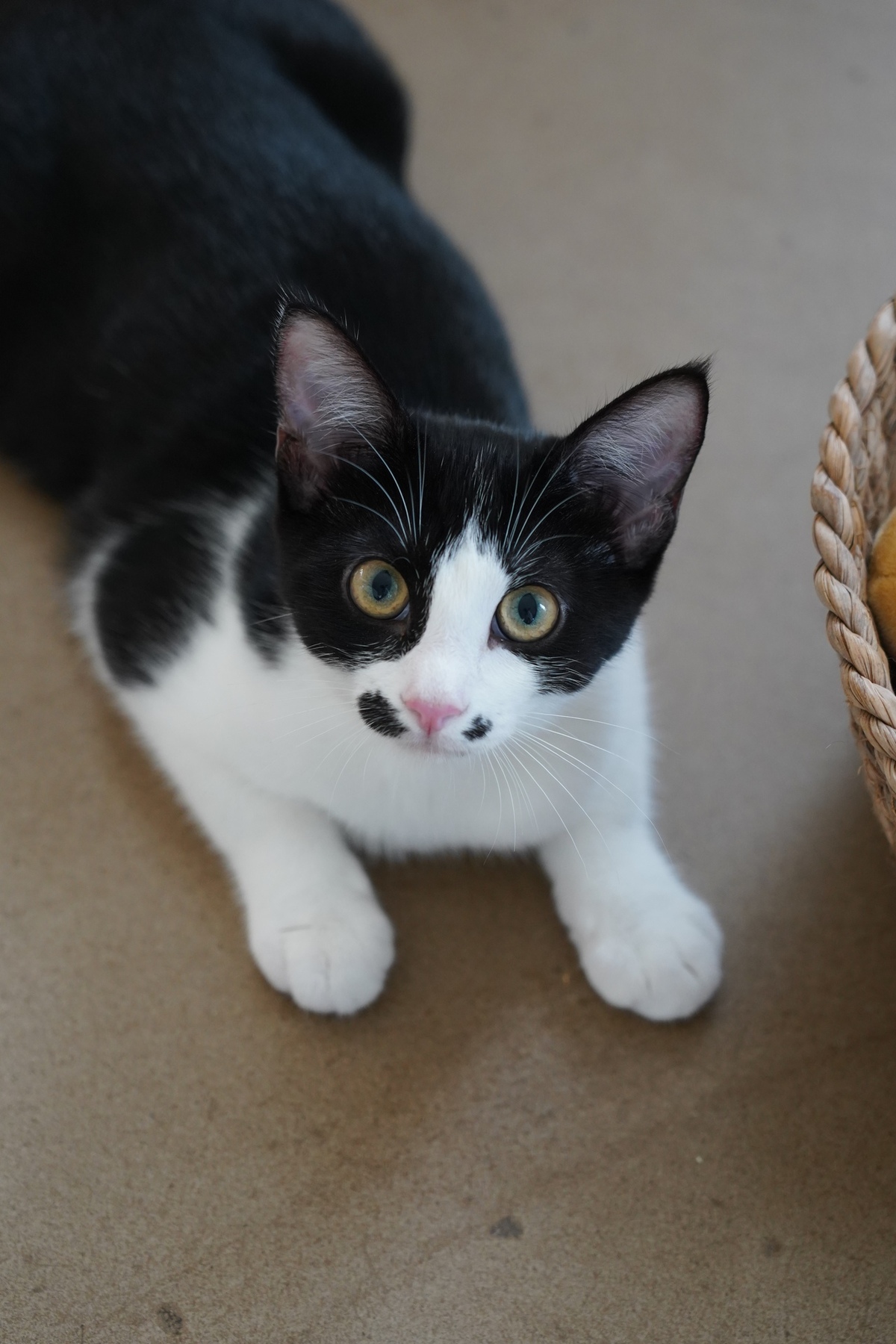 Adoption Saumur
