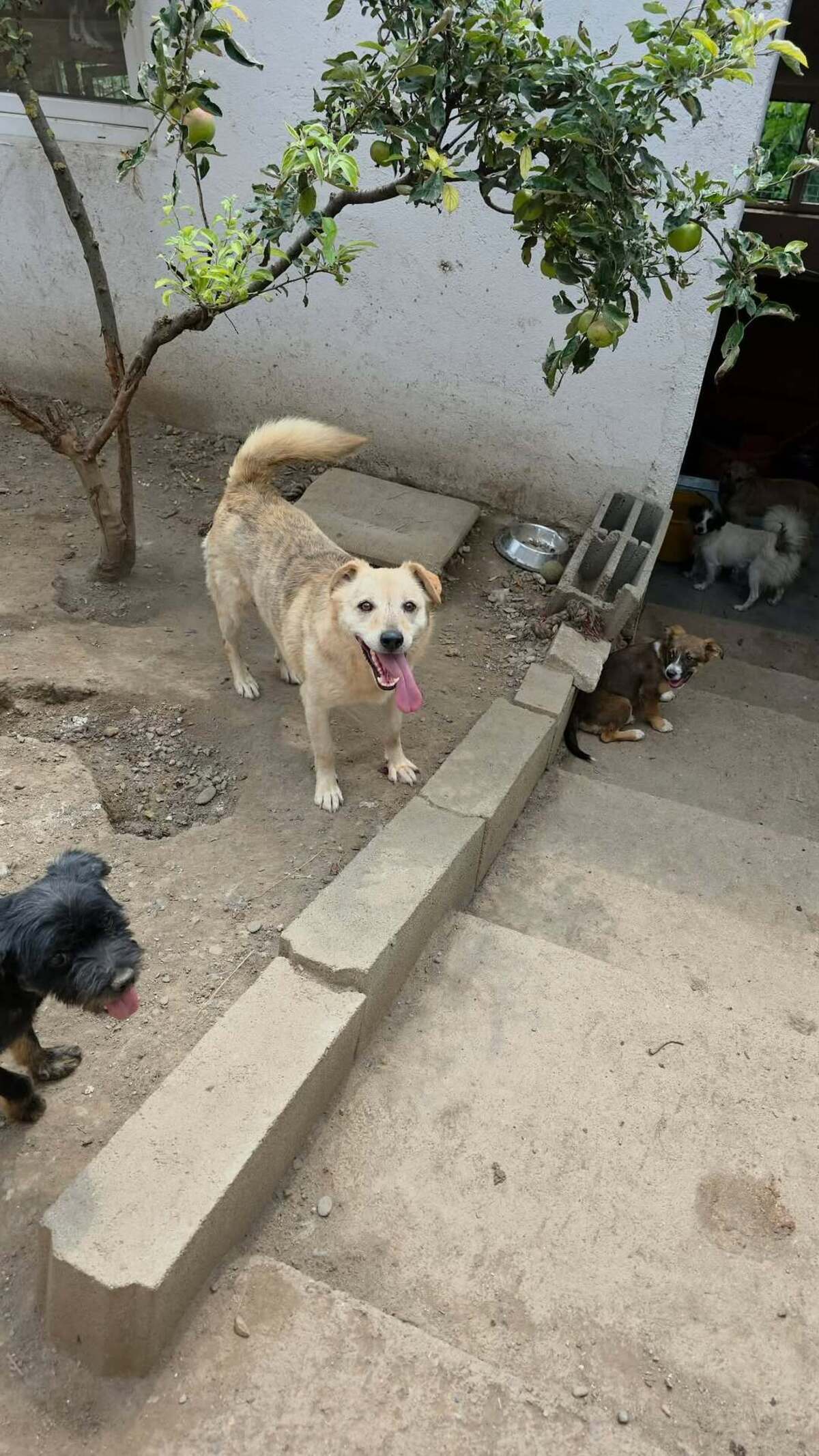 Adoption Cream