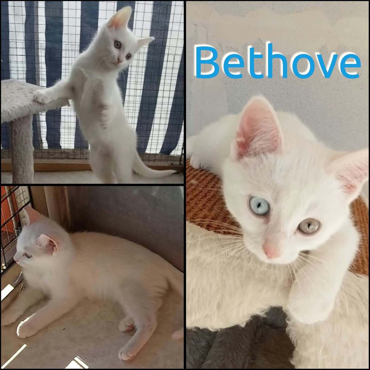 Adoption Bethove