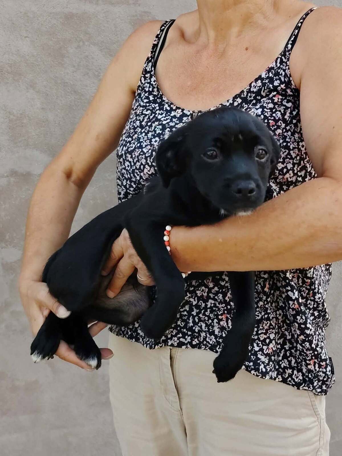 Adoption Brownie