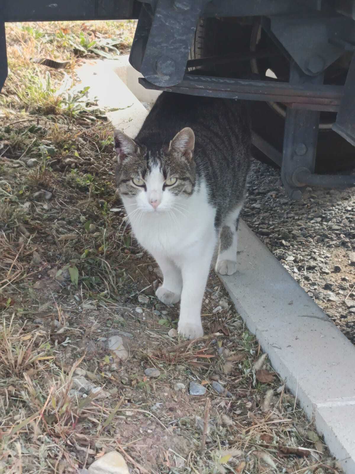 Adoption Petitou
