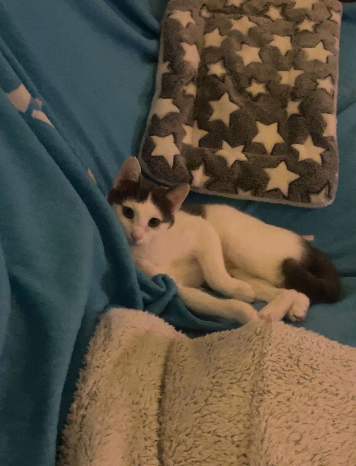 Adoption Oudinette
