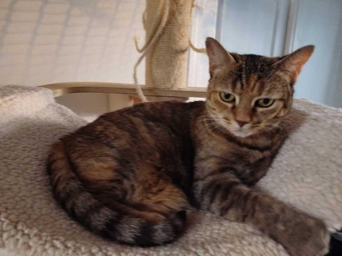 Adoption Duchesse 
