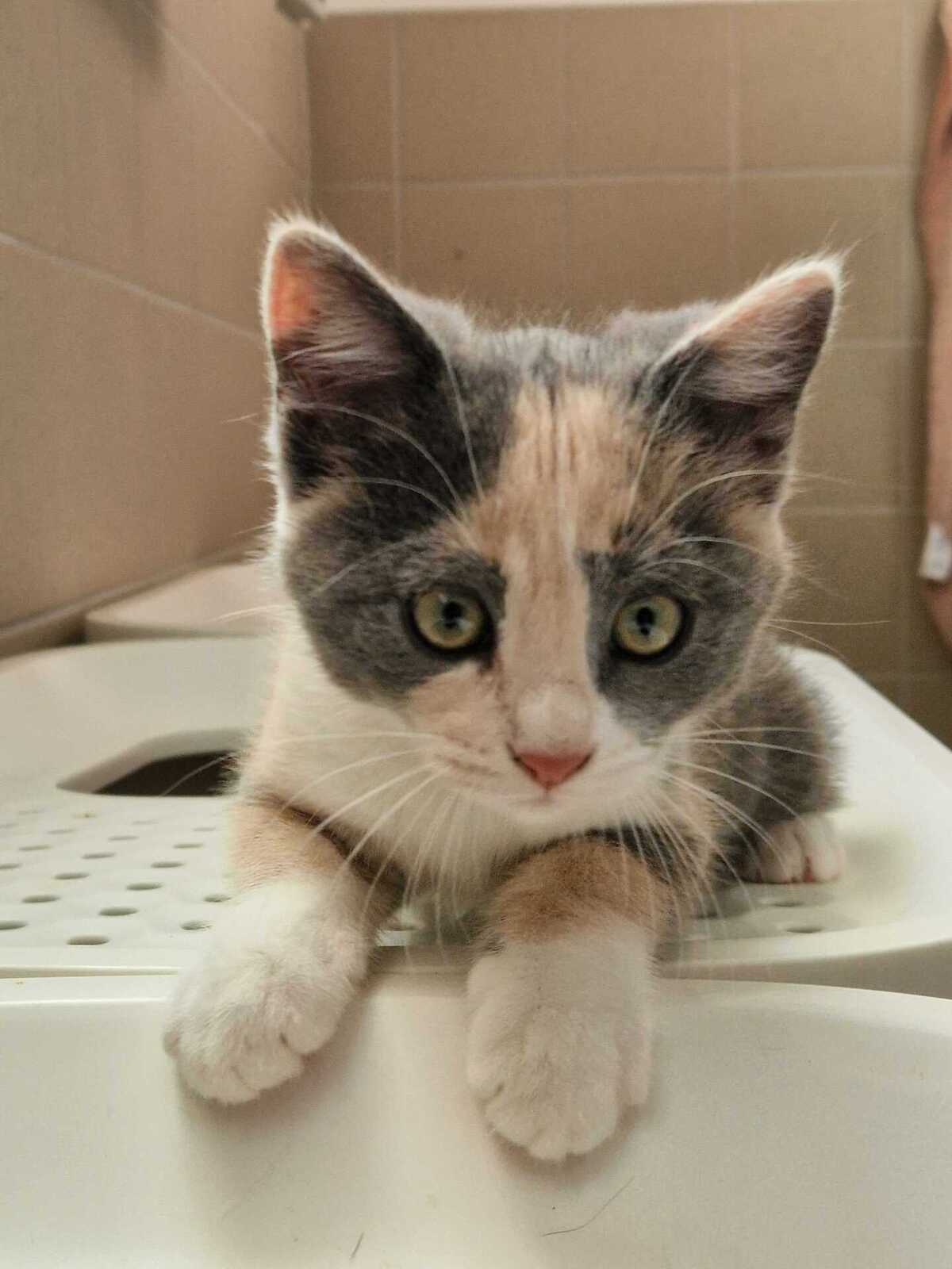 Adoption Bulle