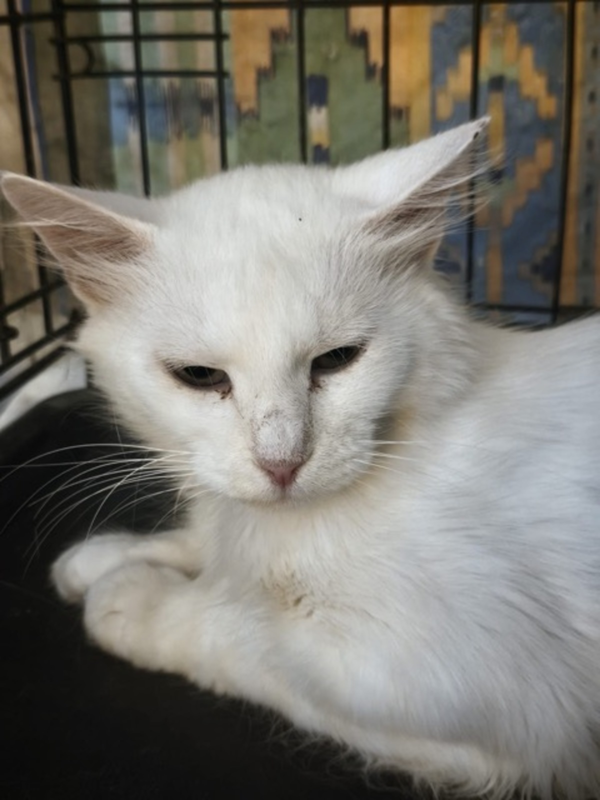 Adoption ECUME