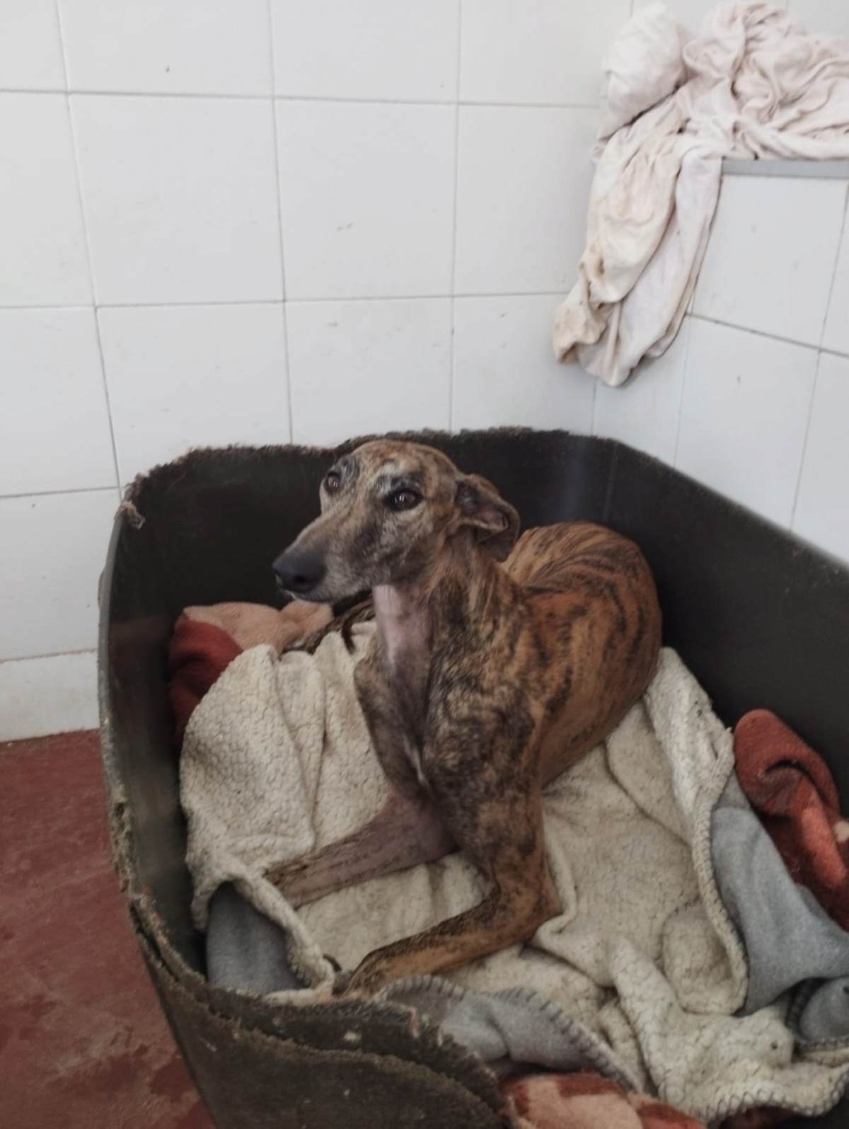Adoption ATIZA