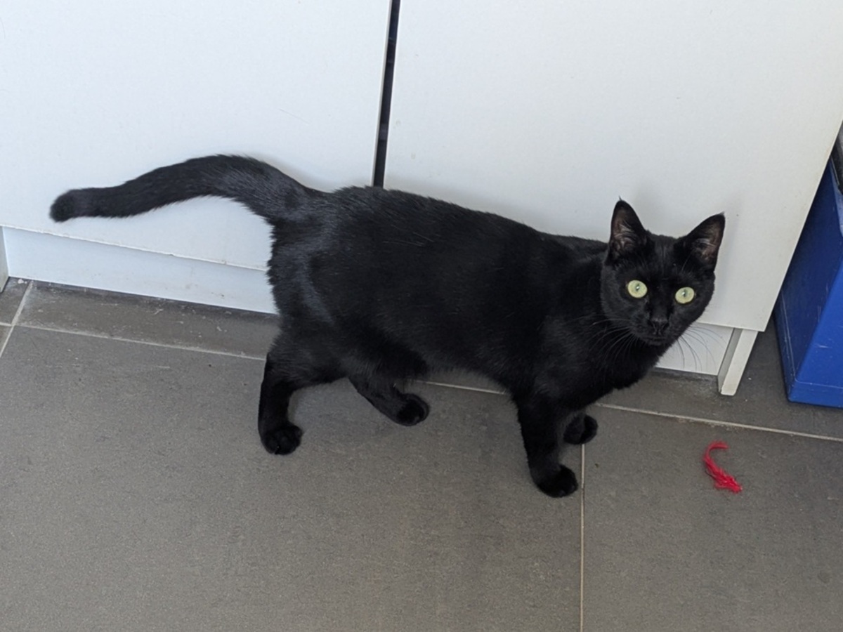 Adoption Thea
