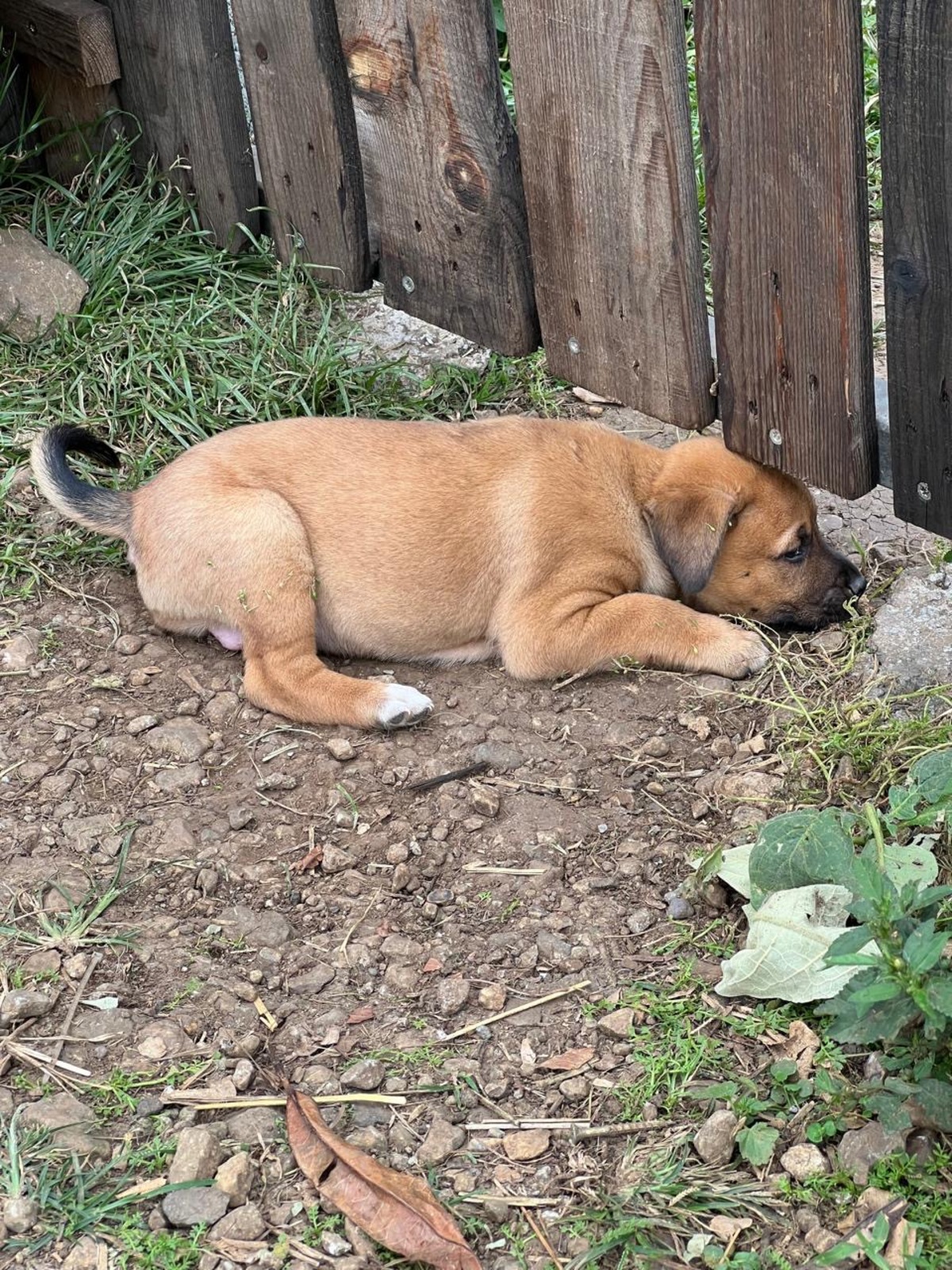 Adoption Jazz