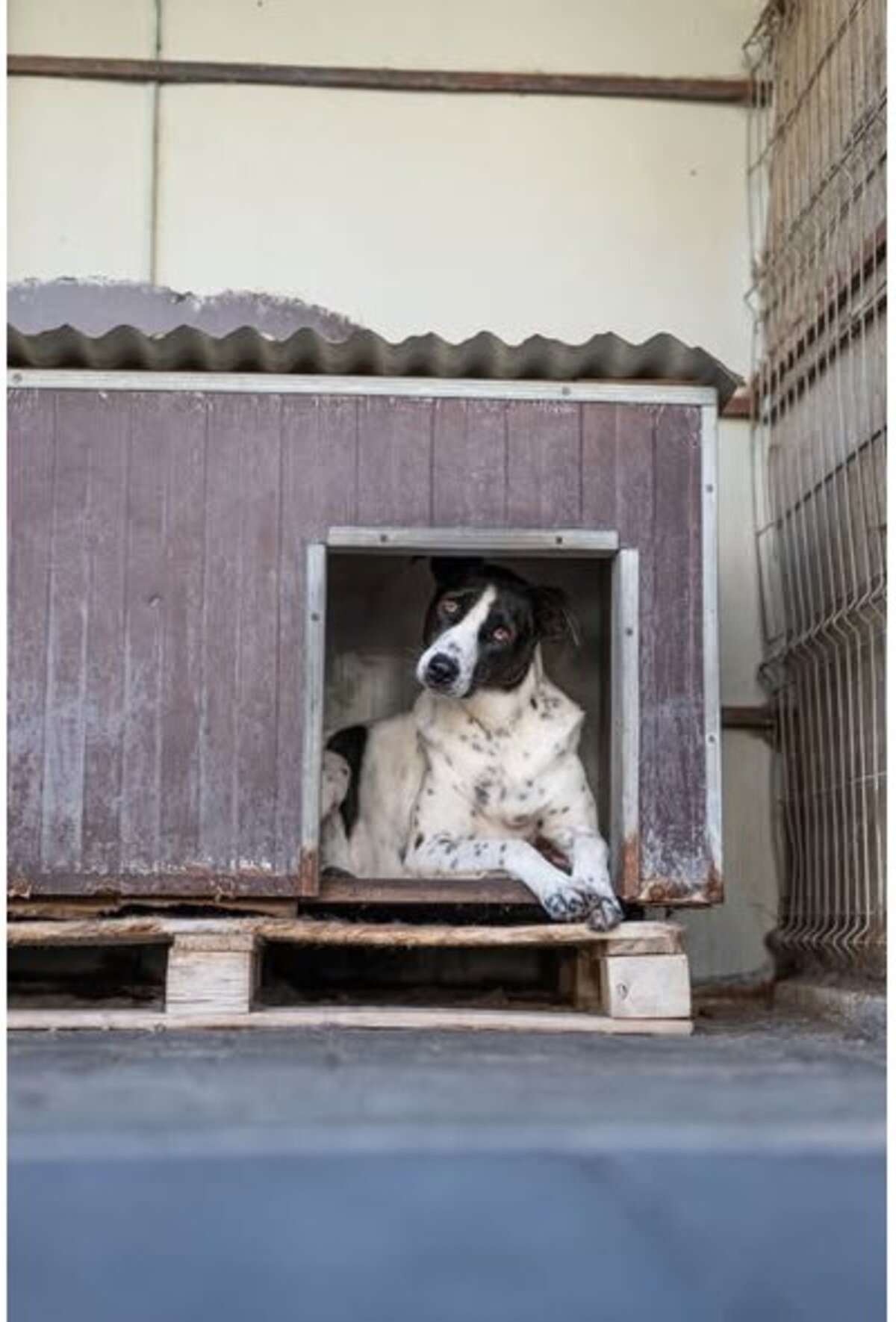 Adoption Koro