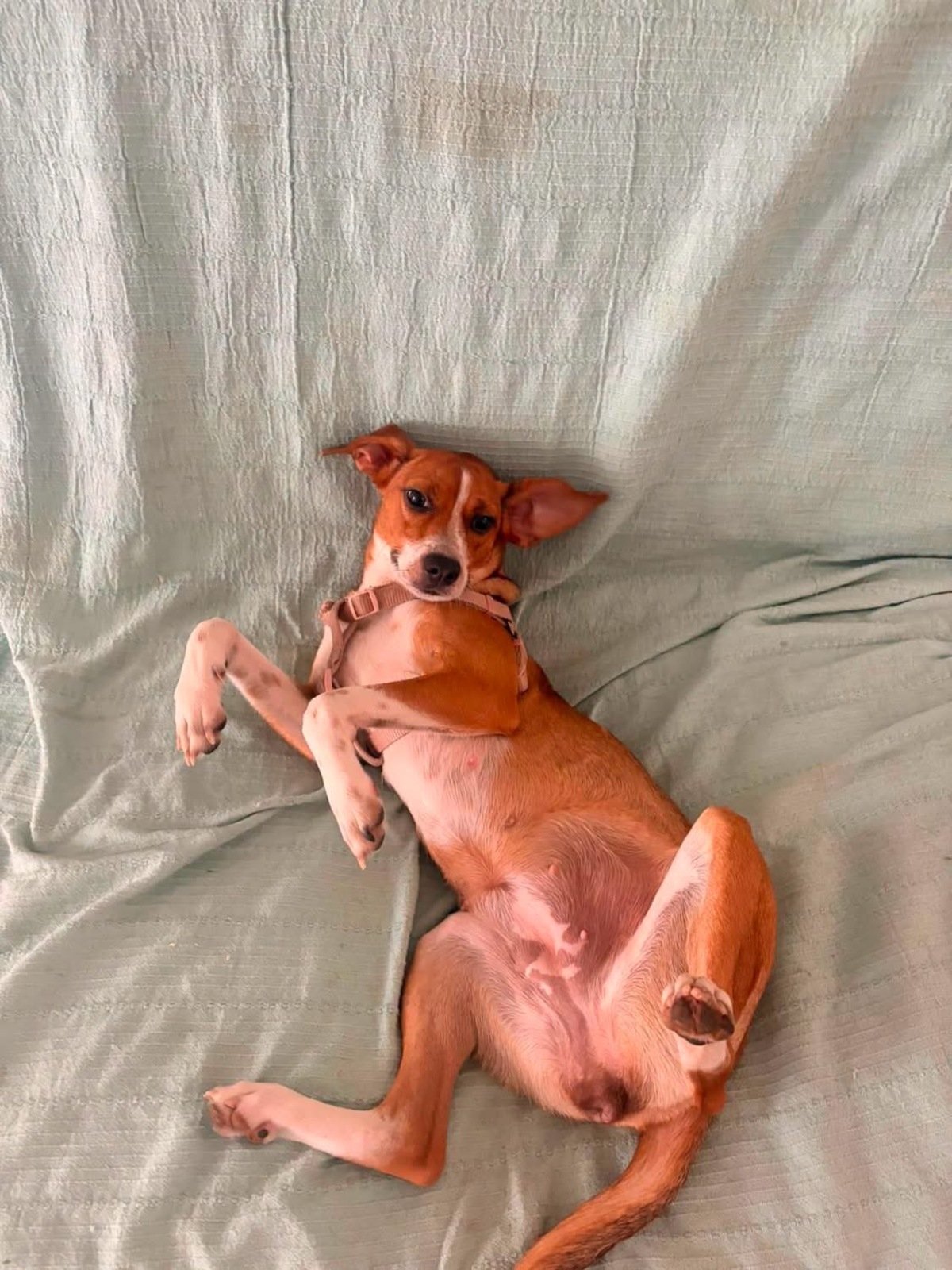 Adoption Changai