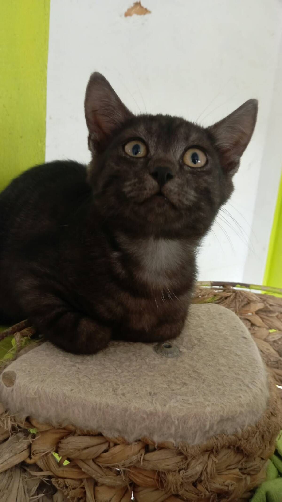 Adoption Romeo