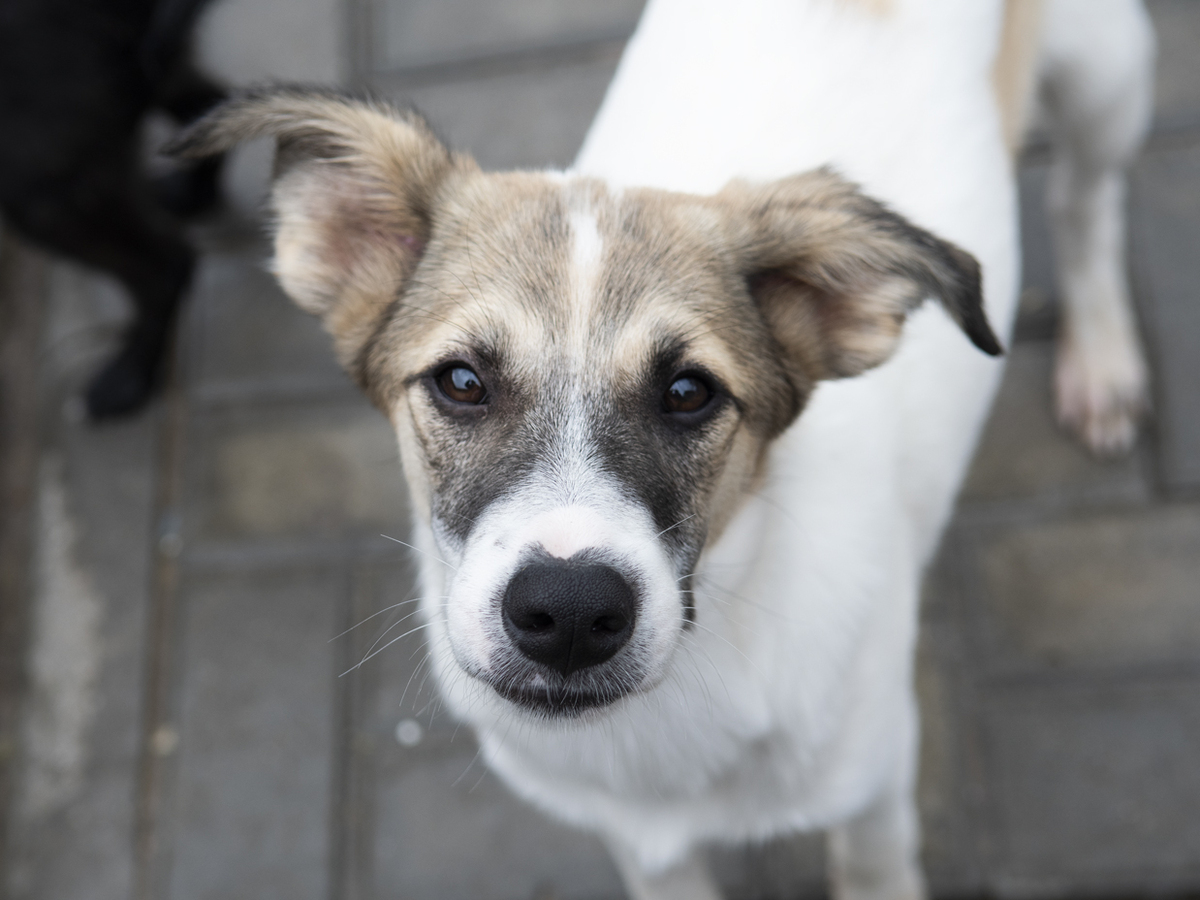 Adoption Tchoupi