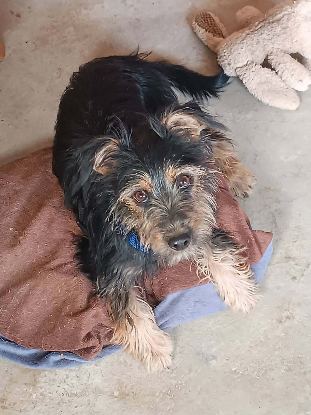 Adoption Blas