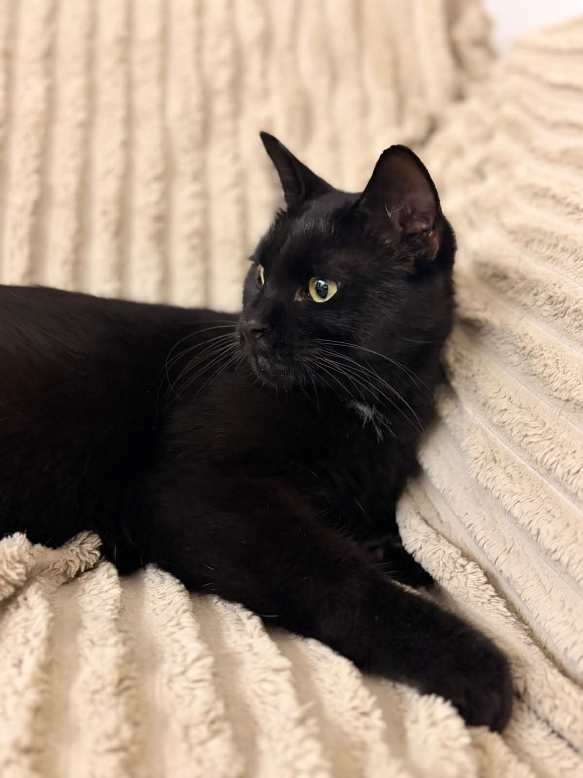 Adoption Moka