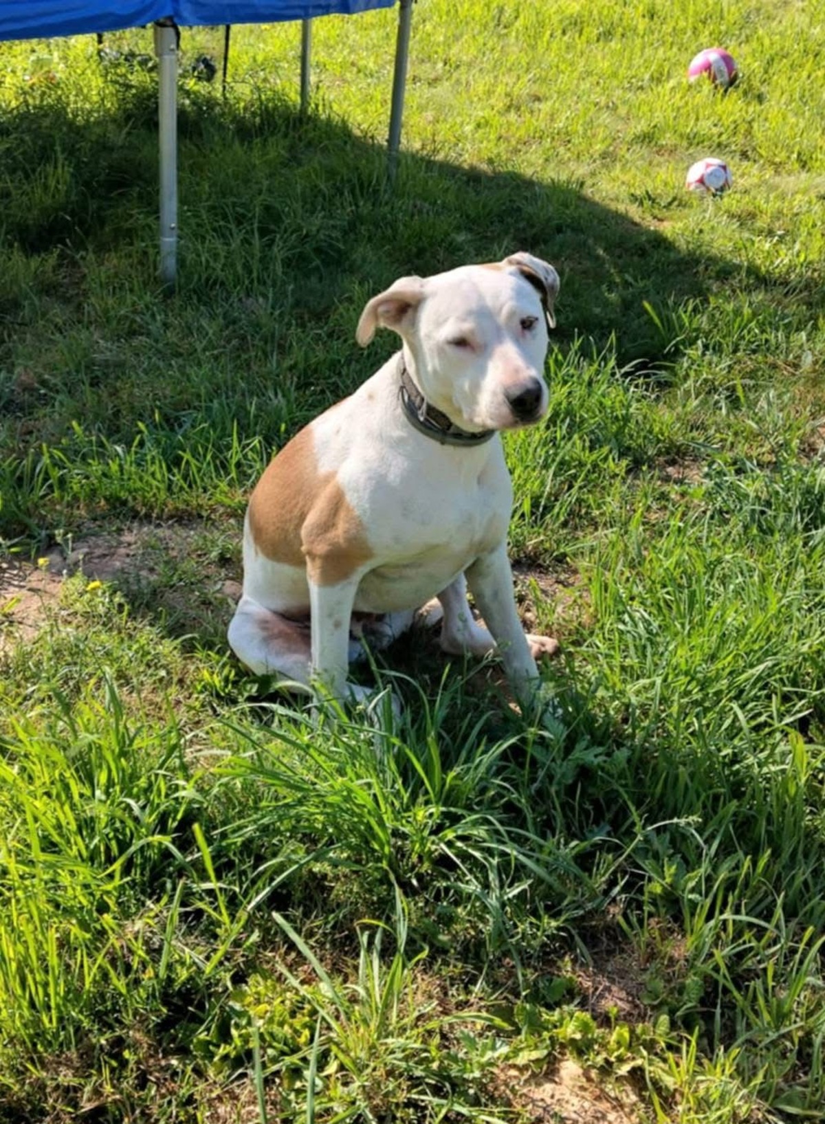Adoption Romy