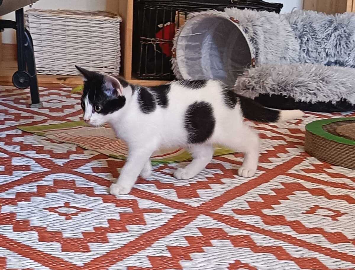 Adoption Jupiter