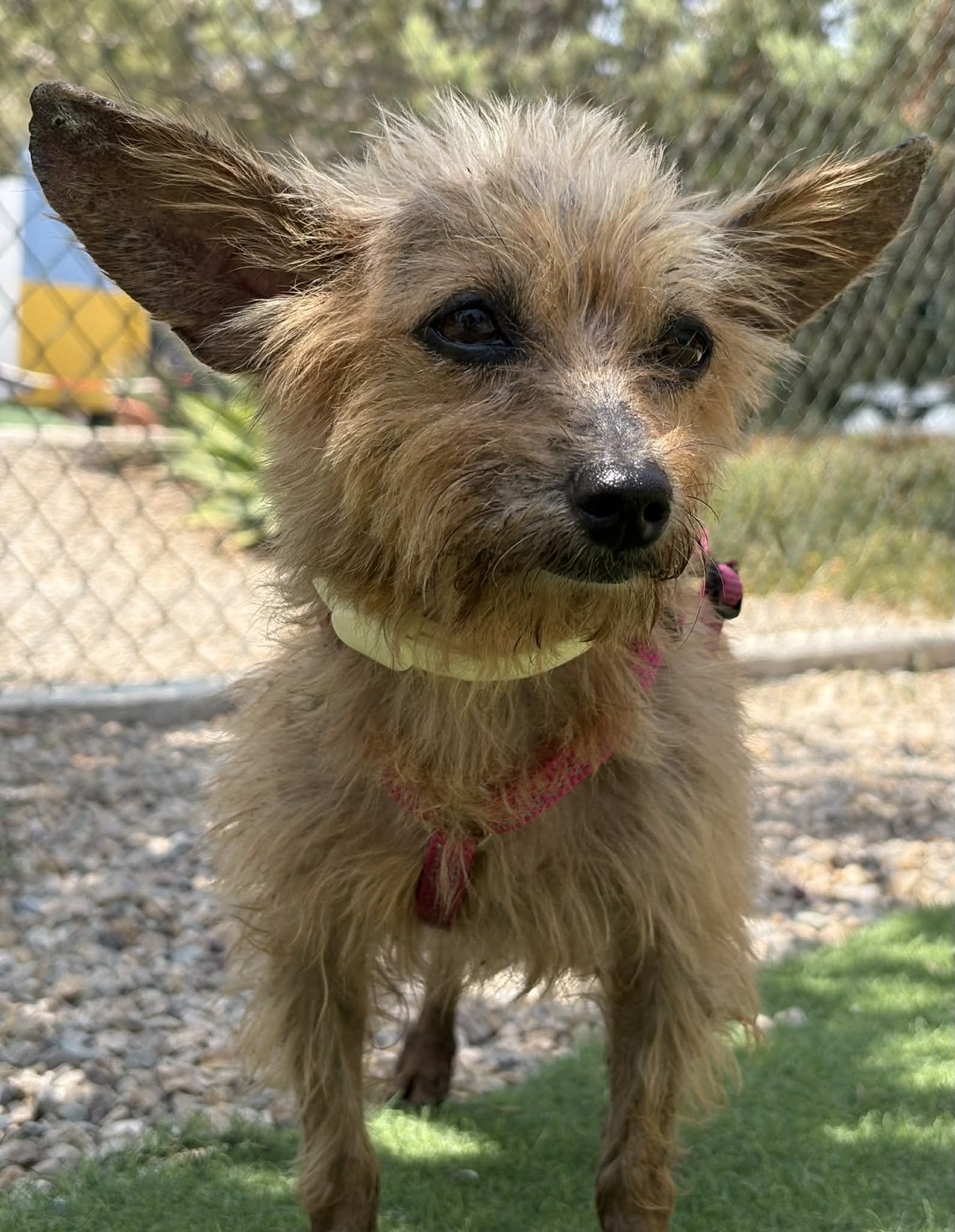 Adoption Cosima