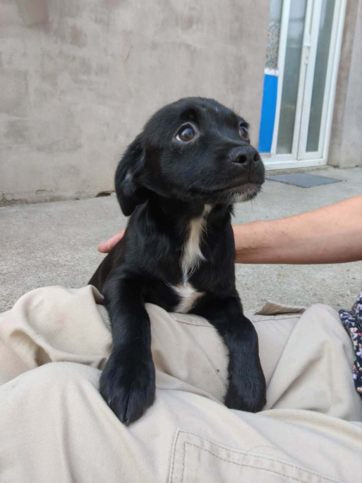 Adoption Brownie