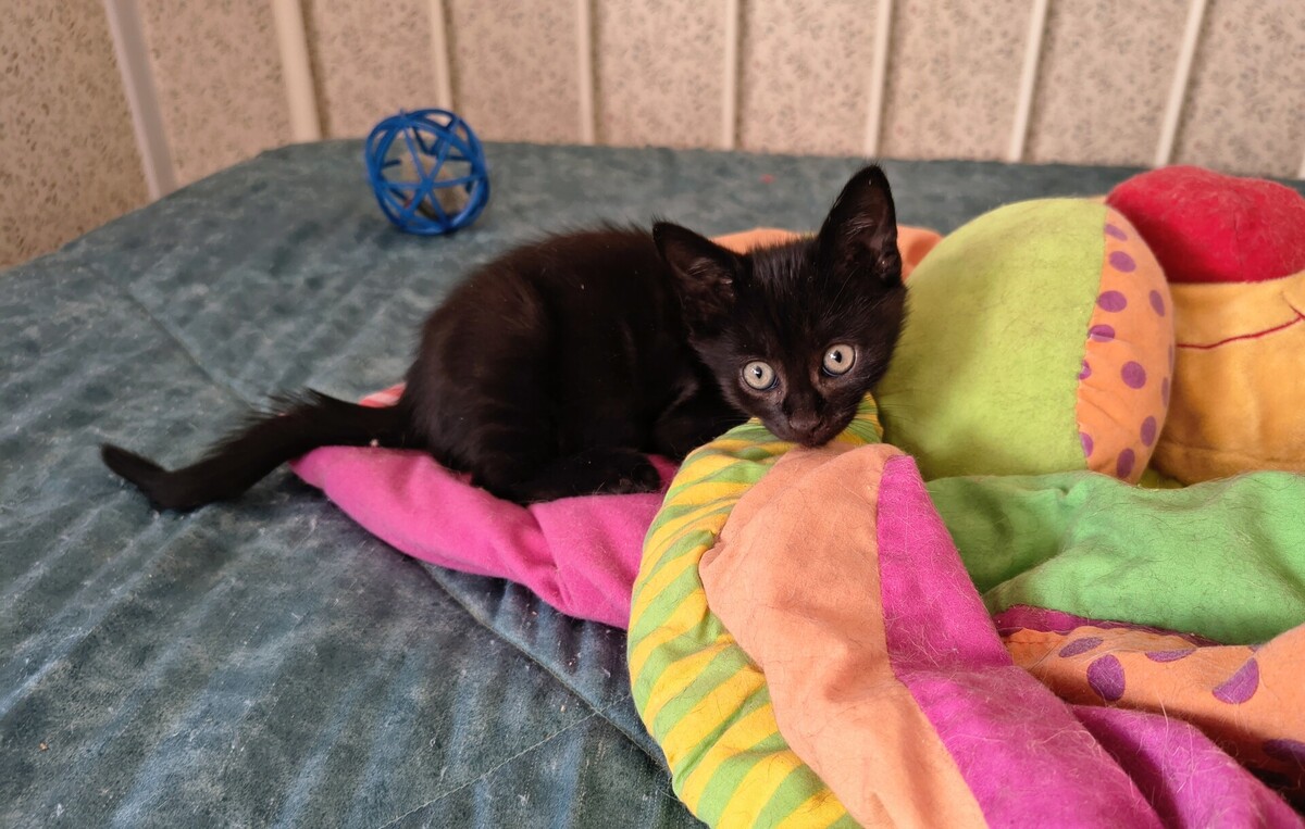 Adoption Elie
