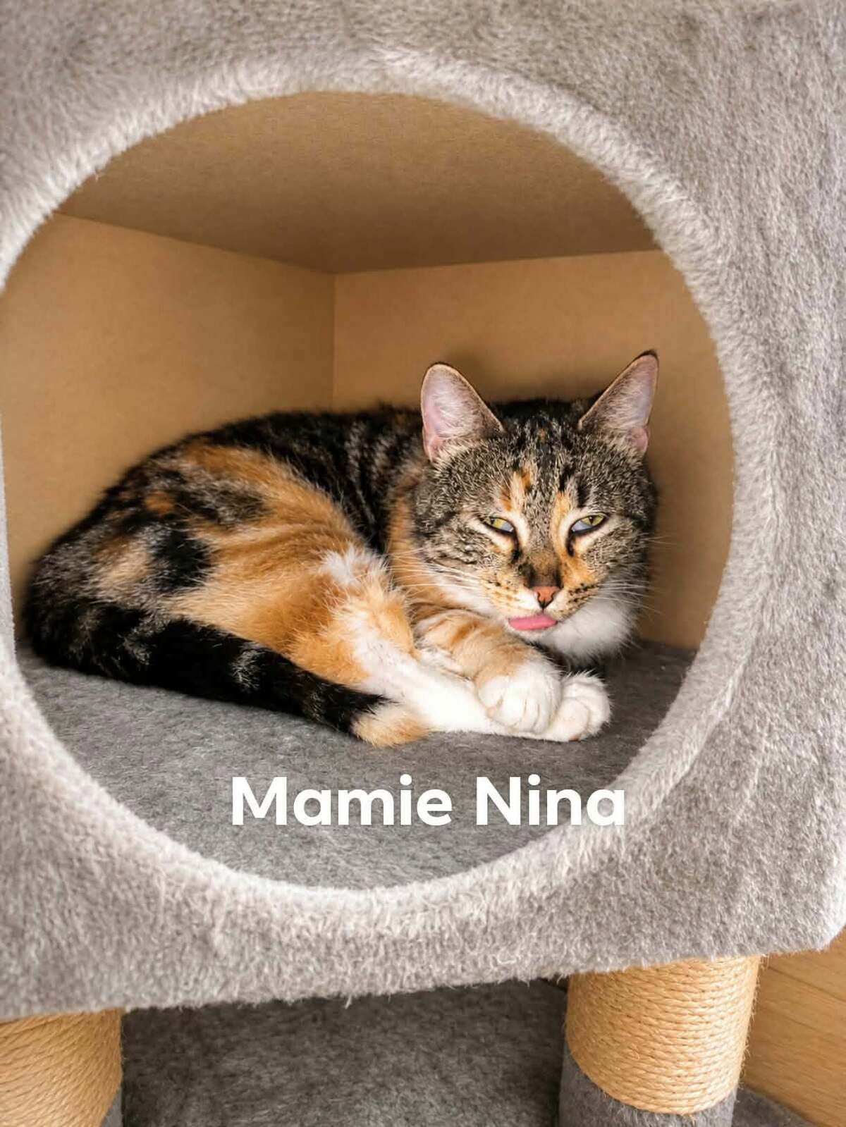 Adoption Nina