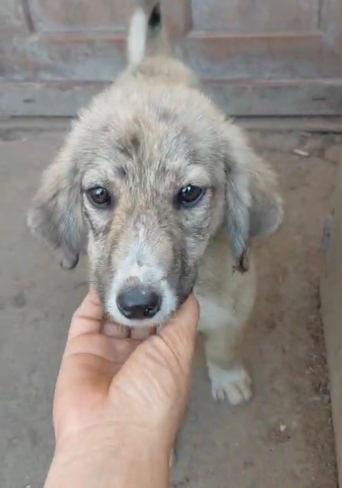 Adoption Sparky