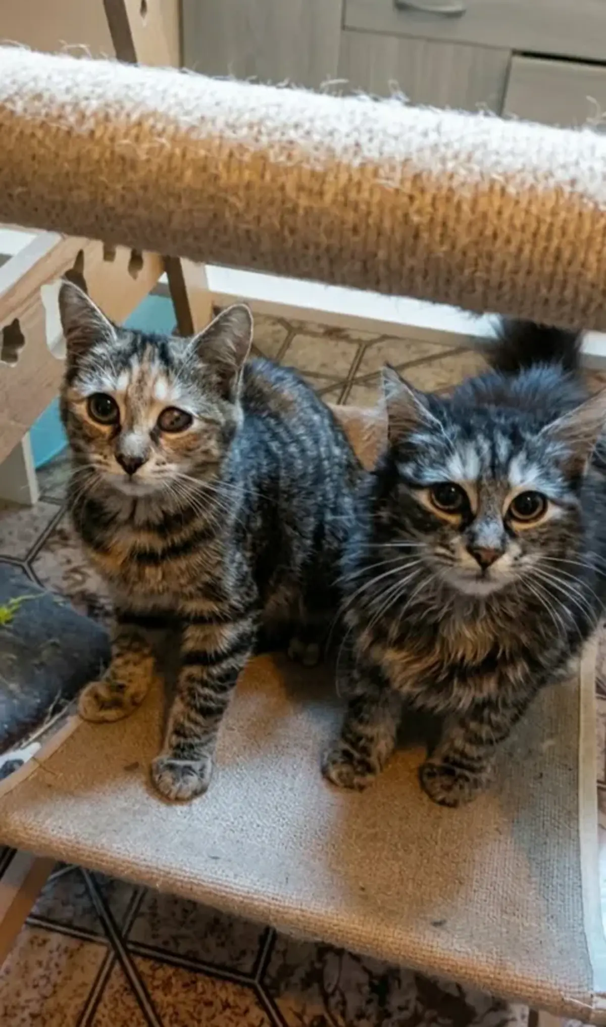 Adoption Mirabelle et Funny