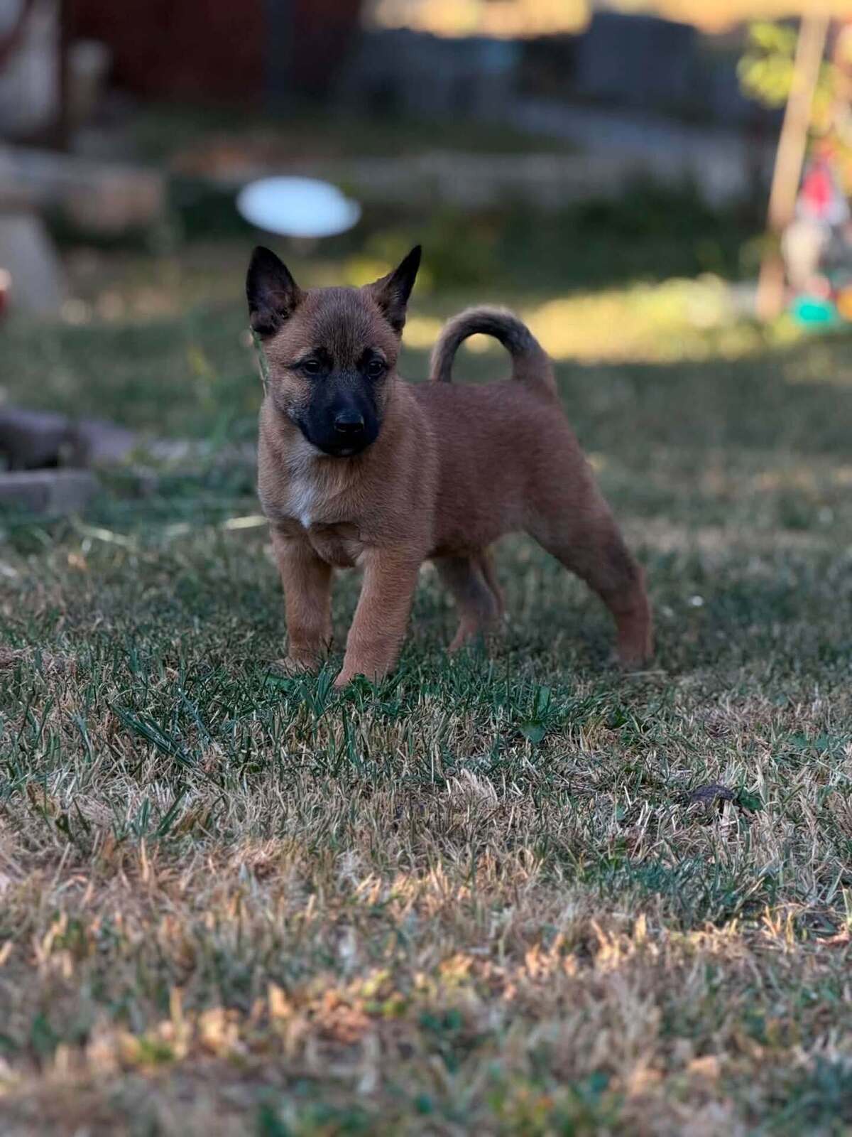 Adoption Speculoos