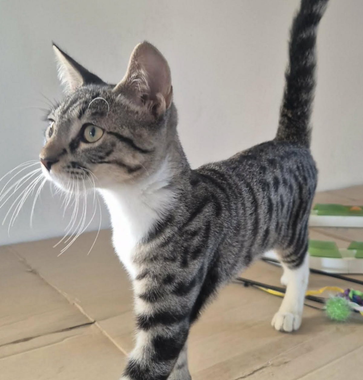 Adoption BANDIT 