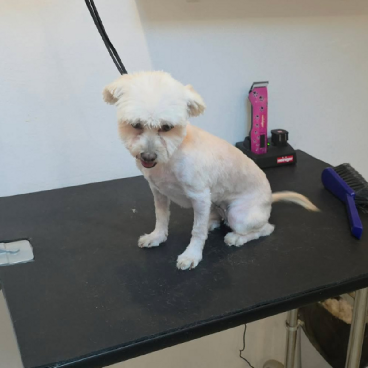 Adoption ILINKA