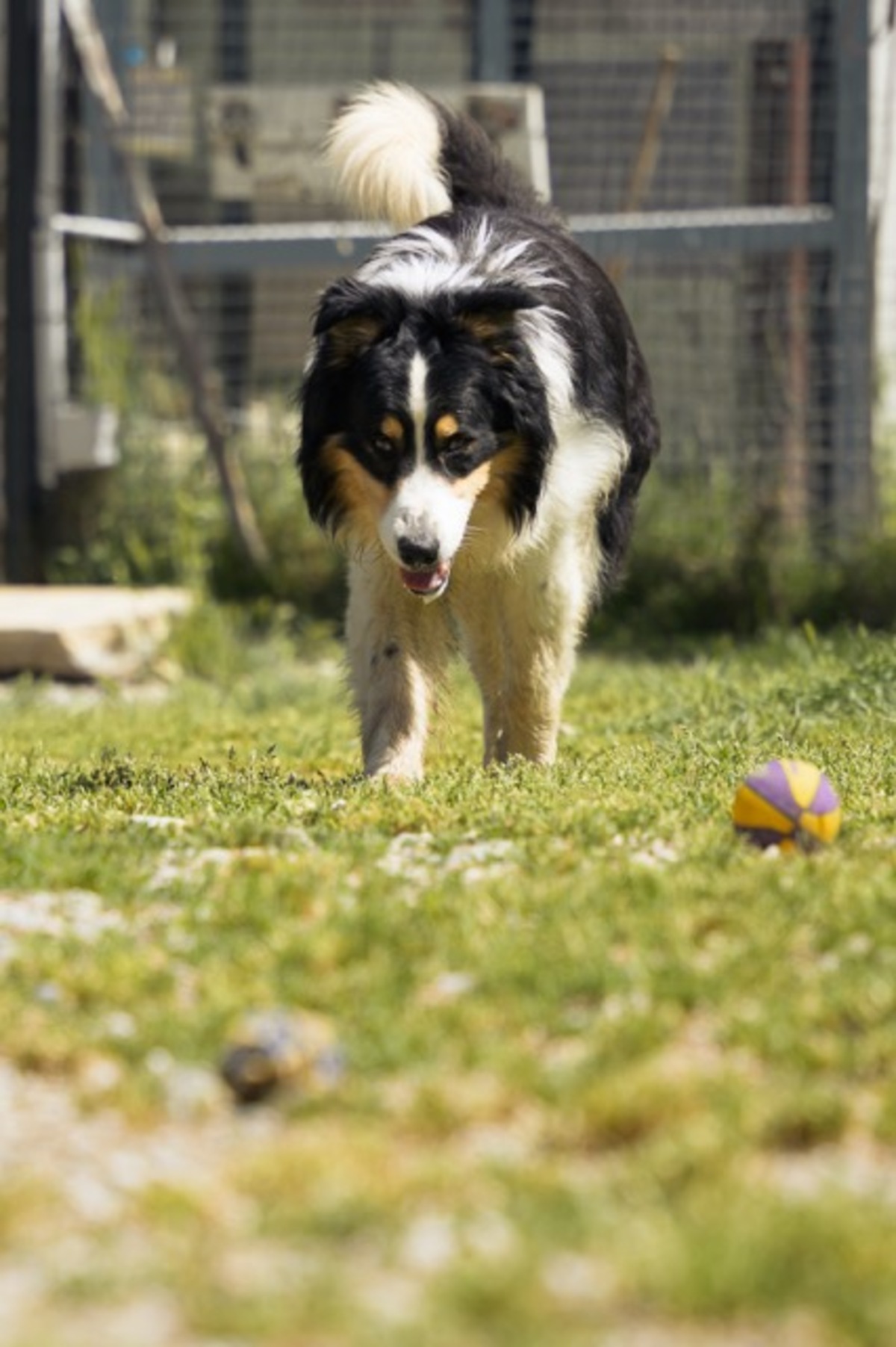 Adoption Newton