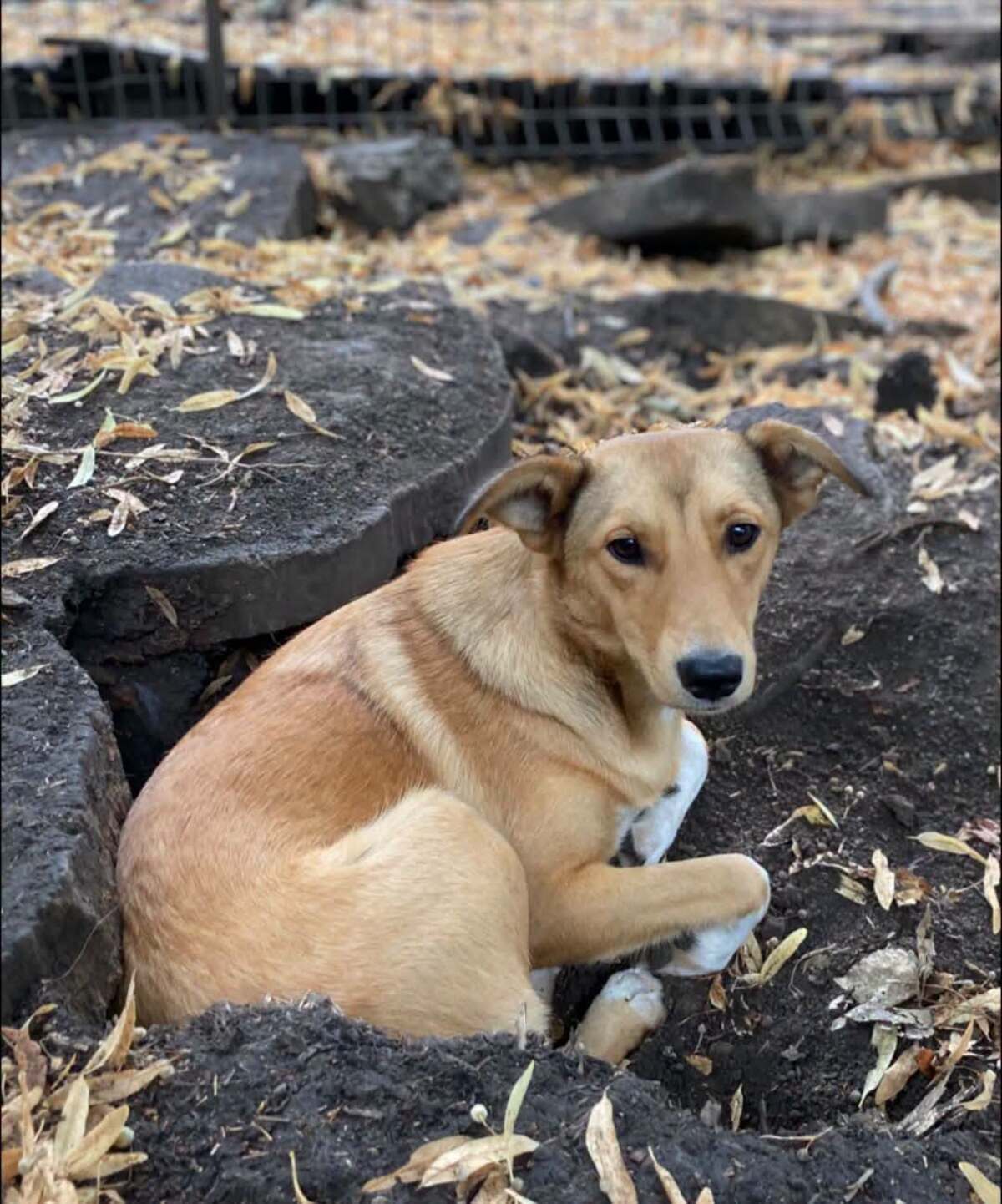 Adoption Frida