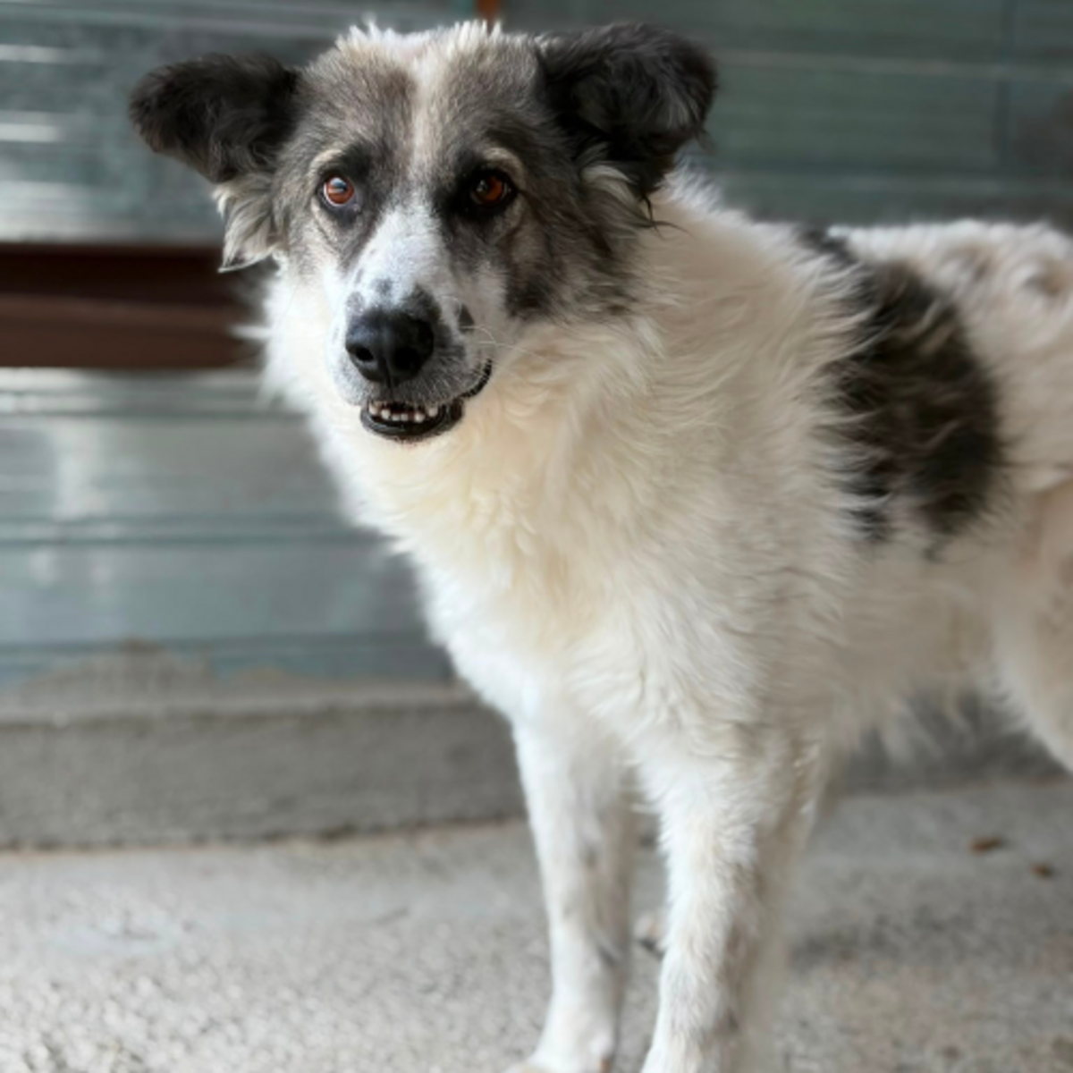 Adoption JOKIA